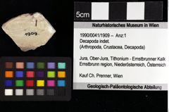 Foto (Objket + Etiketten) von Goniodromites sp. 